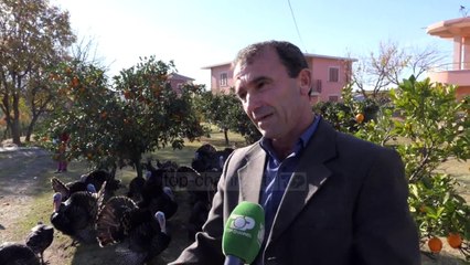 Gjelat e Peqinit/ Në bishqem, ku fermerët nuk vuajnë për t’i shitur