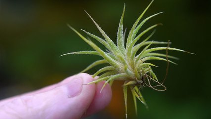 How Does a Plant Grow Without Soil?