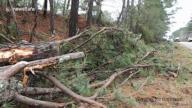 Dozens of trees uprooted after tornado rips through Mississippi town