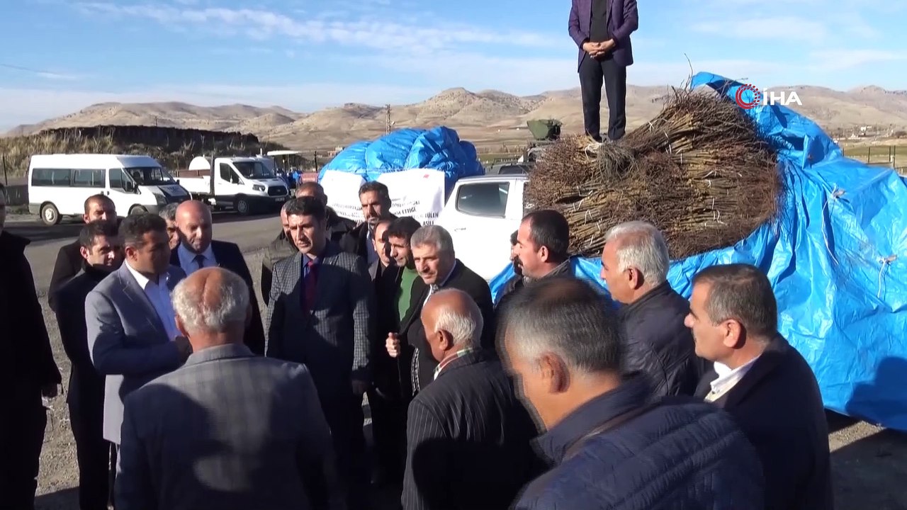 Gercüş’te çiftçilere 'Amerikan asma fidesi' dağıtıldı