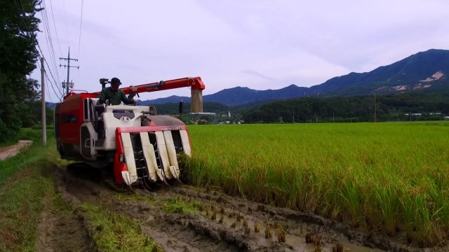[경북] 경북 지역 농가 인구, 10년 새 21.5% 줄어...고령화 심화 / YTN