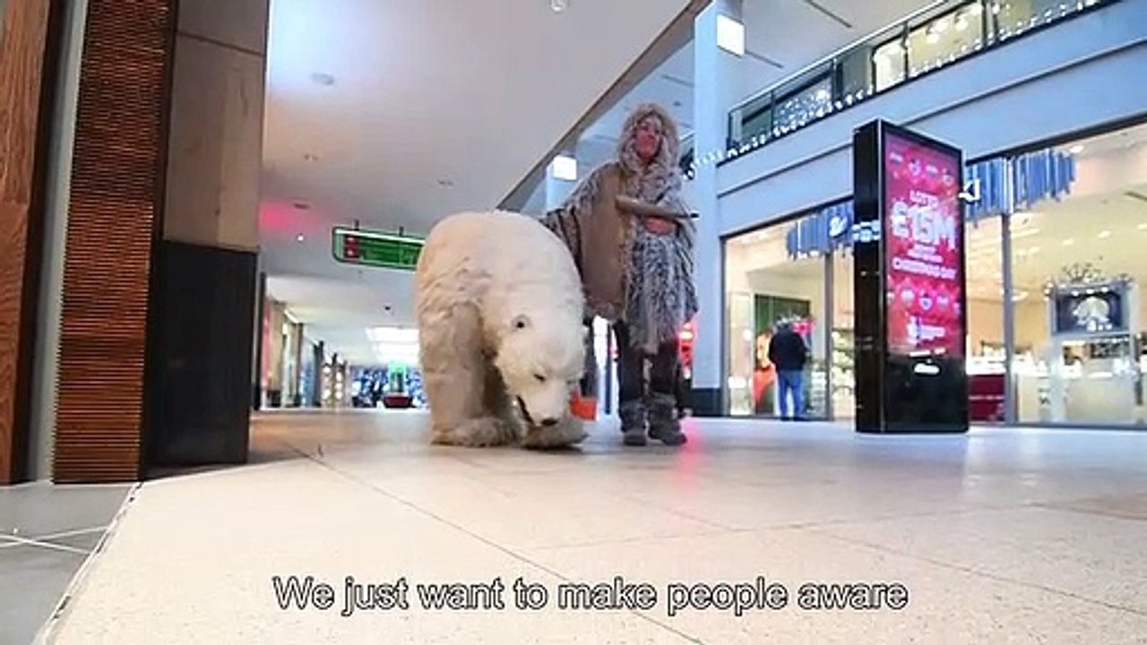 Polar bear in Leeds