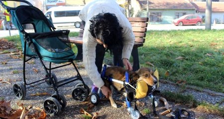 Felçli köpek, özel yaptırılan yürüteç sayesinde ilk adımlarını atmaya başladı