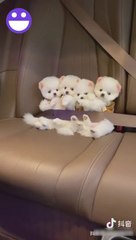 신기한 영상 2019 & 다시 한번보기 힘든 놀라운 순간 !#4