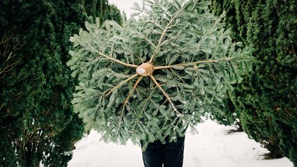 The Science Behind Growing a Perfect Christmas Tree