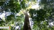 Tallest Tree Found In Amazon Is Nearly As Tall As Statue Of Liberty