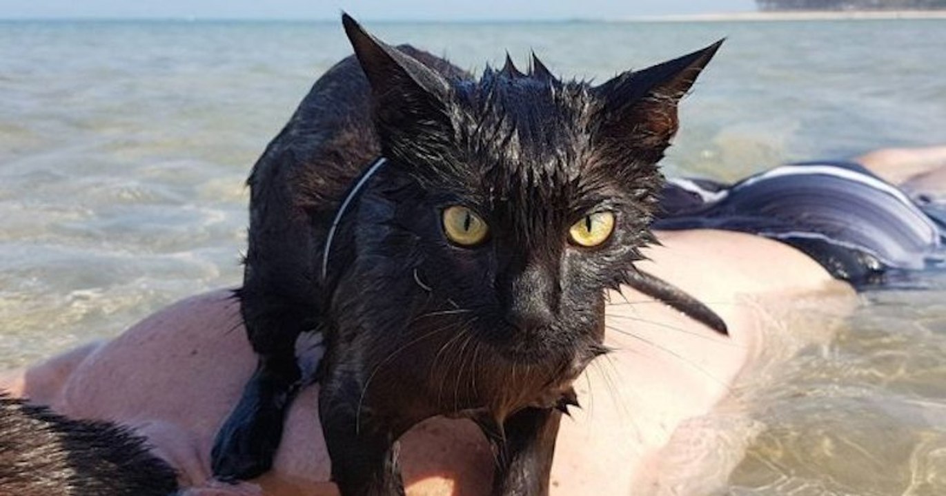 Nathan et Winnie, deux chats qui adorent nager