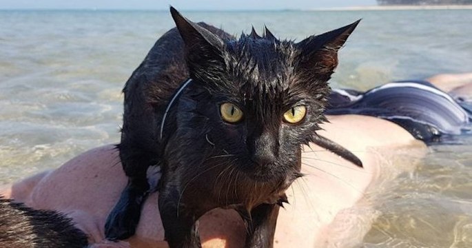 Nathan et Winnie, deux chats qui adorent nager