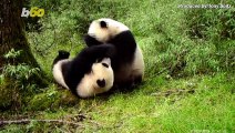 Young Giant Panda Twins Filmed in the Wild for the First Time Ever