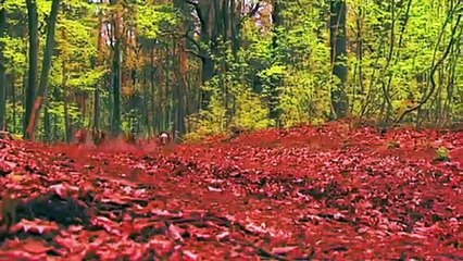 Forst (fragment) / BIEFF 2013