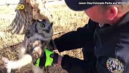 It’s a Bad Week to Be an Owl! Multiple Owls Go Viral After Being Rescued