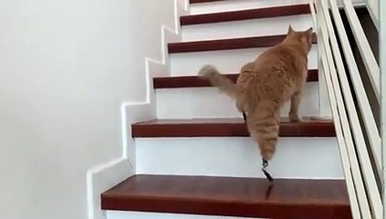 Conhece Vito... o gato biónico que é uma estrela entre os internautas!