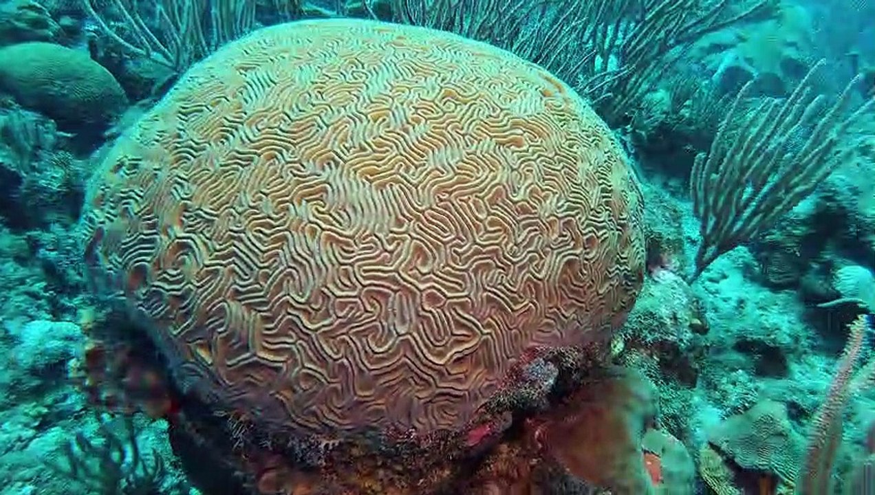 Beautiful Brain Coral in Roatan video Dailymotion