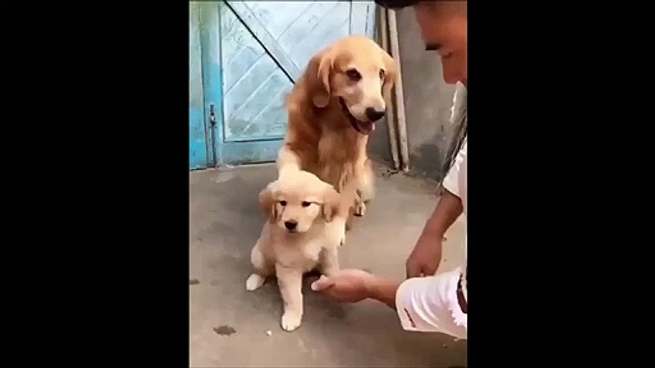 Adorable : ce chien protège son petit et ne laisse personne l'approcher