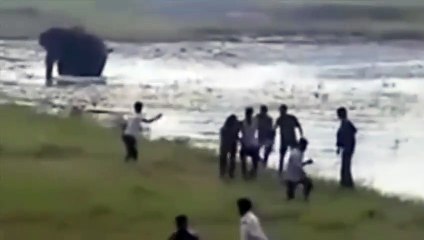 Este Elefante disparatado pisotea a un granjero indio hasta la muerte