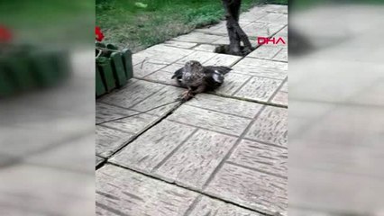 Kocaeli güvercinlerini öldüren atmacayı yakaladı 'seni nasıl yakaladım' dedi