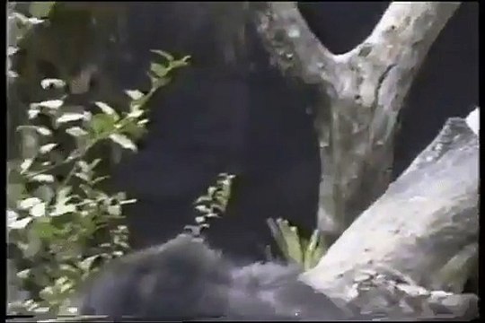 scimmia si mette il dito nel sedere poi annusa