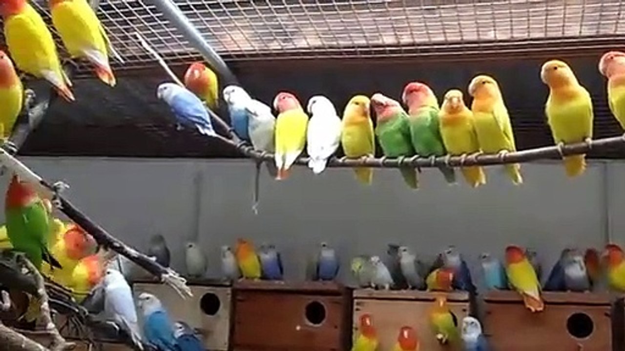 Mix Colony of Fisher, Lotini, Blue persnata & Others.