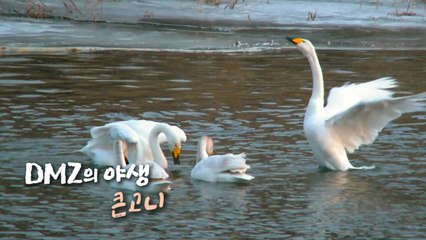 [DMZ의 야생] 큰고니 / YTN