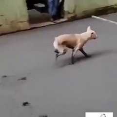 Oia o cachorrinho  FDP !!!