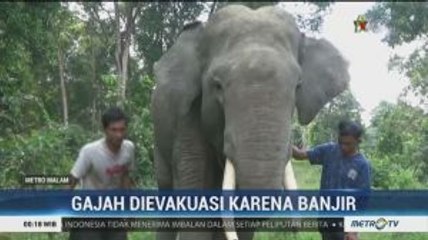 Dua Gajah di TWA Buluh Cina Dievakuasi Karena Banjir