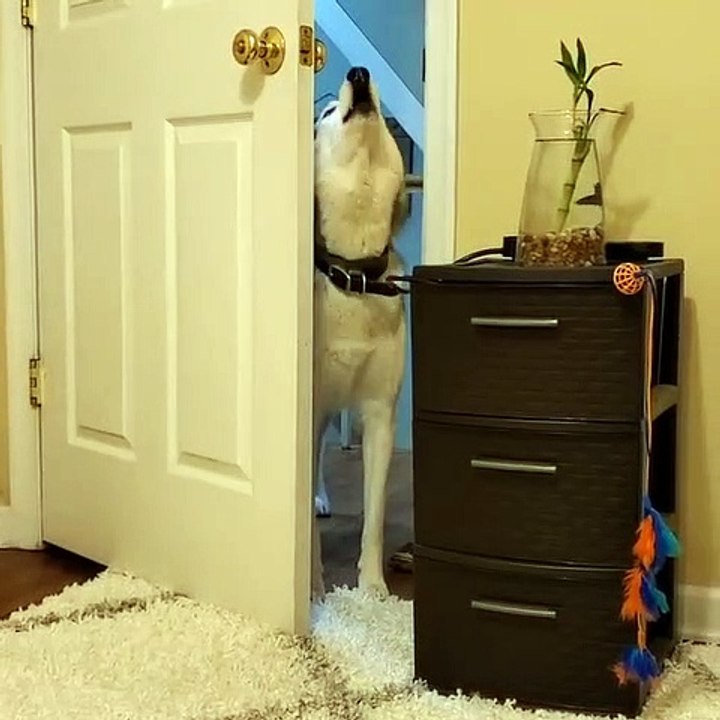 Husky Having a Tantrum