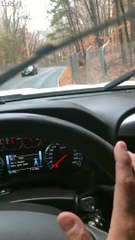 Fenced in Deer Get Frantic