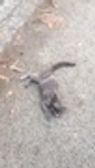 Envenenamiento de perro