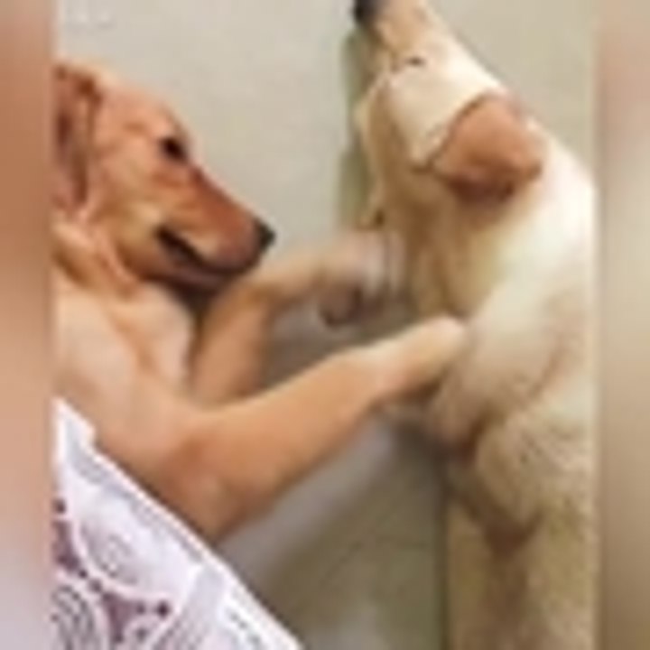 cosquillas perros