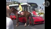 Ce cheval déteste les Ferrari... gros coup de sabot