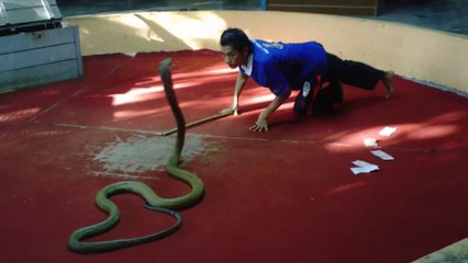 Il se livre à un petit jeu risqué avec un cobra royal