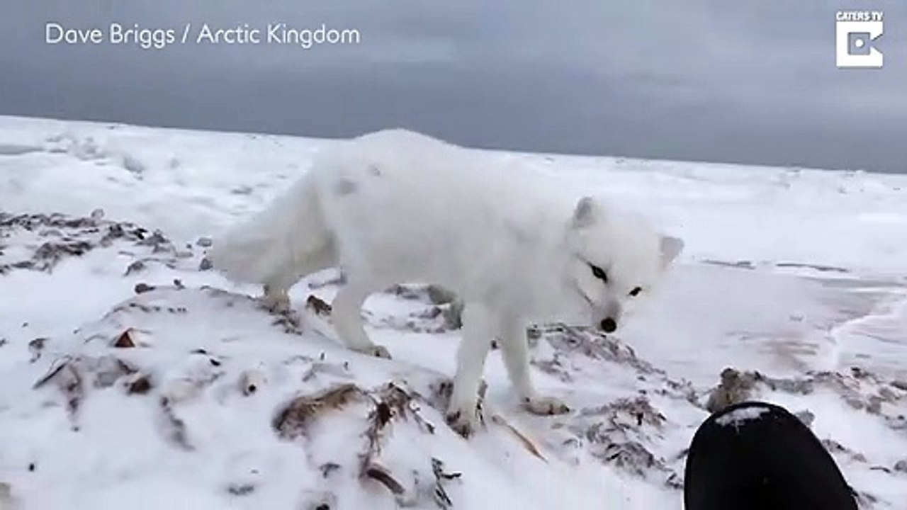Ce Renard Polaire Rend Visite A Un Photographe Sur La Banquise Video Dailymotion