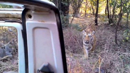 Rencontre impressionnante avec un tigre en pleine foret