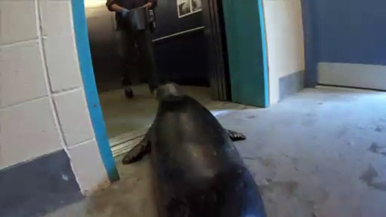 Harbor Seals are the Adorable Dogs of the Ocean