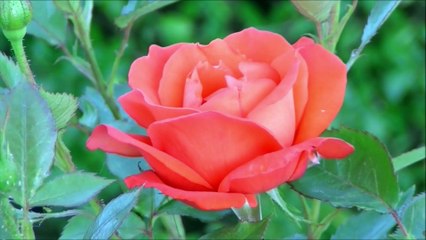 Nossa Senhora de Guadalupe é a padroeira da América Latina e é reconhecida por seus milagres