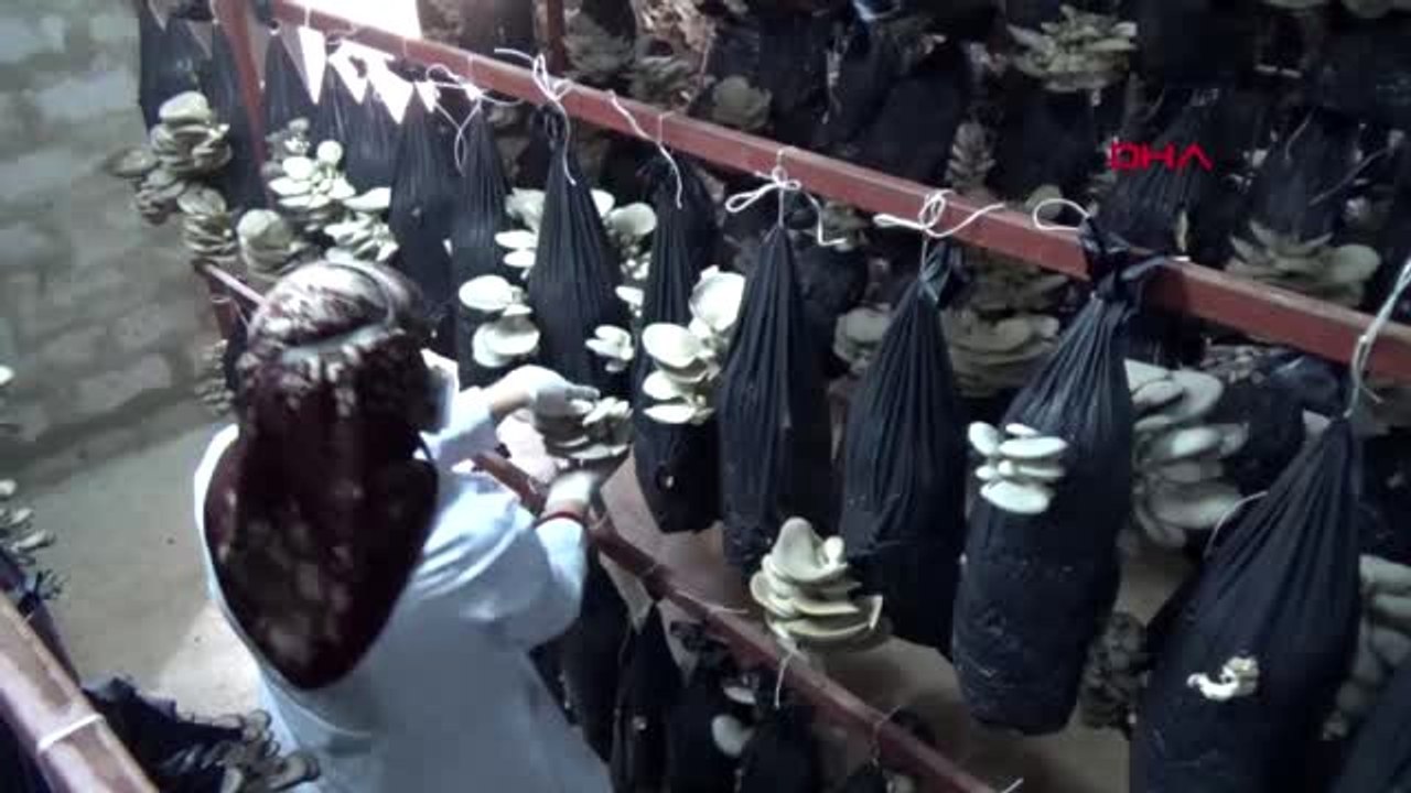 Niğde üniversiteden mezun oldu, mantar üretimine başladı