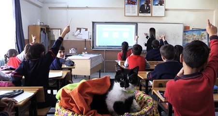 Sokak kedisi "Hüsnü", okulun 860'ıncı öğrencisi olarak derslere girmeye başladı