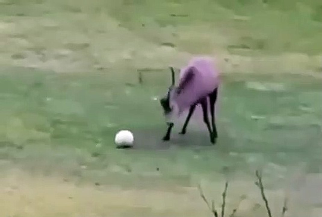Un cerf marque et célèbre un but