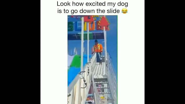 Pets Beautiful Home Funny Amazing Clips || Pets are Family || Funny Animals video Cilps best