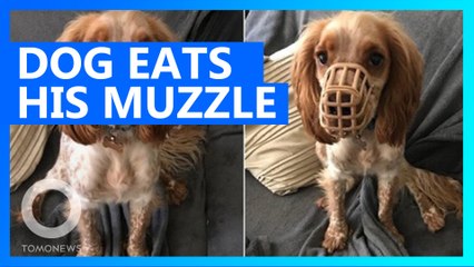 Dog keeps eating everything in site, including his own muzzle