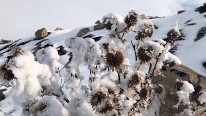 Kış zorlukları ve güzelliğiyle yaşanıyor - IĞDIR