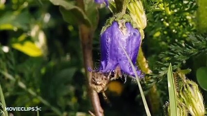 More Than Honey Official Trailer 1 (2013) - Bee Documentary HD
