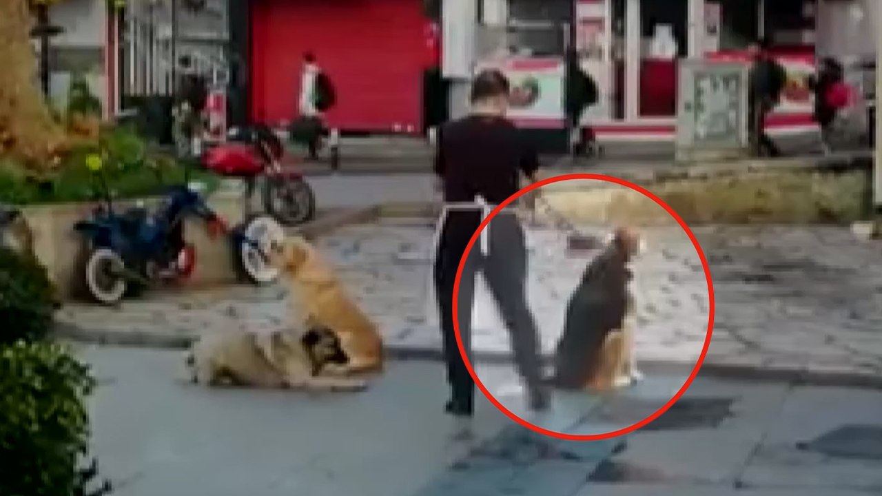 Günün en sevimli haberi... Hepsi sıraya girdi!