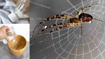 मकड़ी के जाले हटाने के ये हैं आसान तरीके । Hacks to remove spider webs । Boldsky