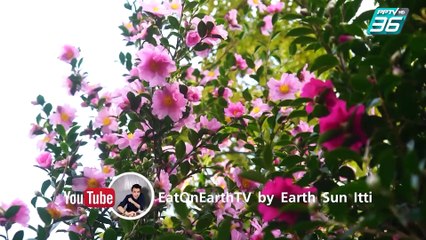 Café On Earth | Freedom in Jeju (ตอนที่ 1) | 21 ธันวาคม 62