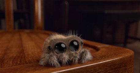 Lucas the spider, l'araignée toute mignonne qui ferait fondre un arachnophobe