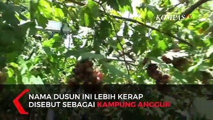 Unik! Ada Kampung Anggur Ukraina di Bantul