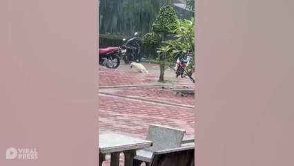 School Pupils Carry Disabled Dog From The Rain