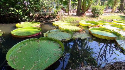 Suan Malai Victoria Water Lily Agrotourism is the largest garden in Bangkok