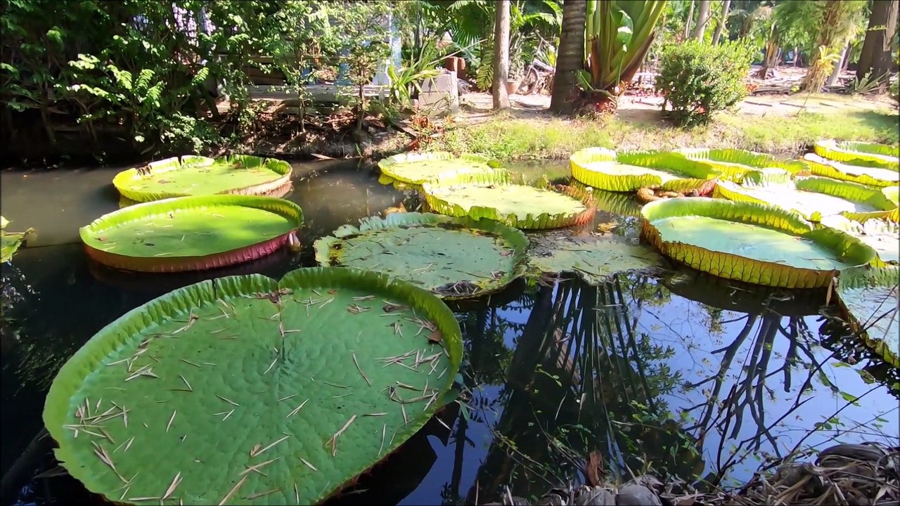 Suan Malai Victoria Water Lily Agrotourism is the largest garden in Bangkok